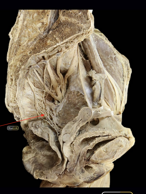 <p>ID Structure</p>