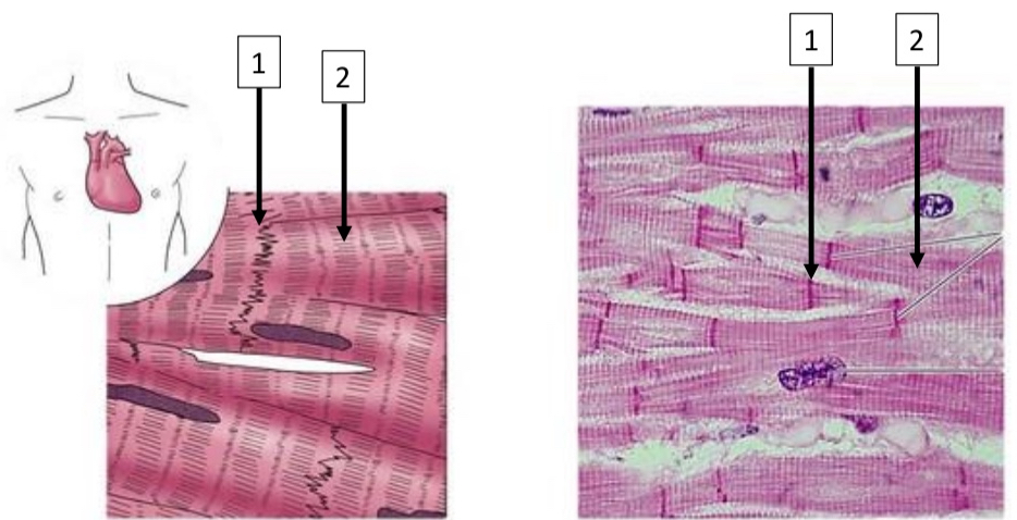 <ul><li><p>Nucleus</p></li><li><p>Striations</p></li><li><p>Intercalated discs</p></li></ul><p></p>