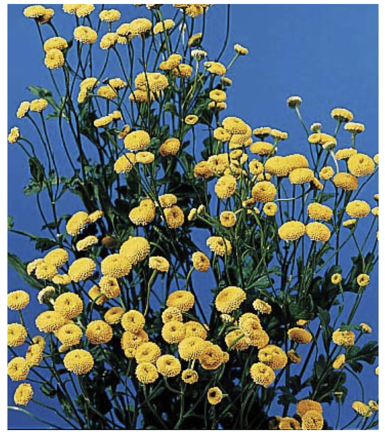 <p>What is the “form” of the flower</p>