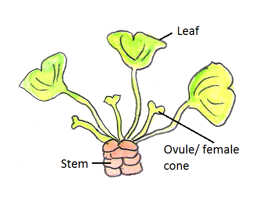 <p>• Only one species</p><p>• Tree with fan-shaped leaves</p><p>• Ovules develop into yellow, cherry-like</p><p>seeds</p><ul><li><p>Gymnosperms </p></li></ul><p></p>