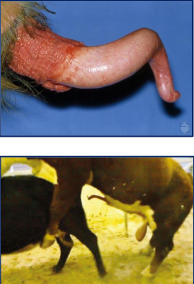 <p>What is this?</p><p>Prevalence?</p><p>Cuased by?</p><p>DX?</p><p>Impact?</p><p>TX.MX?</p>