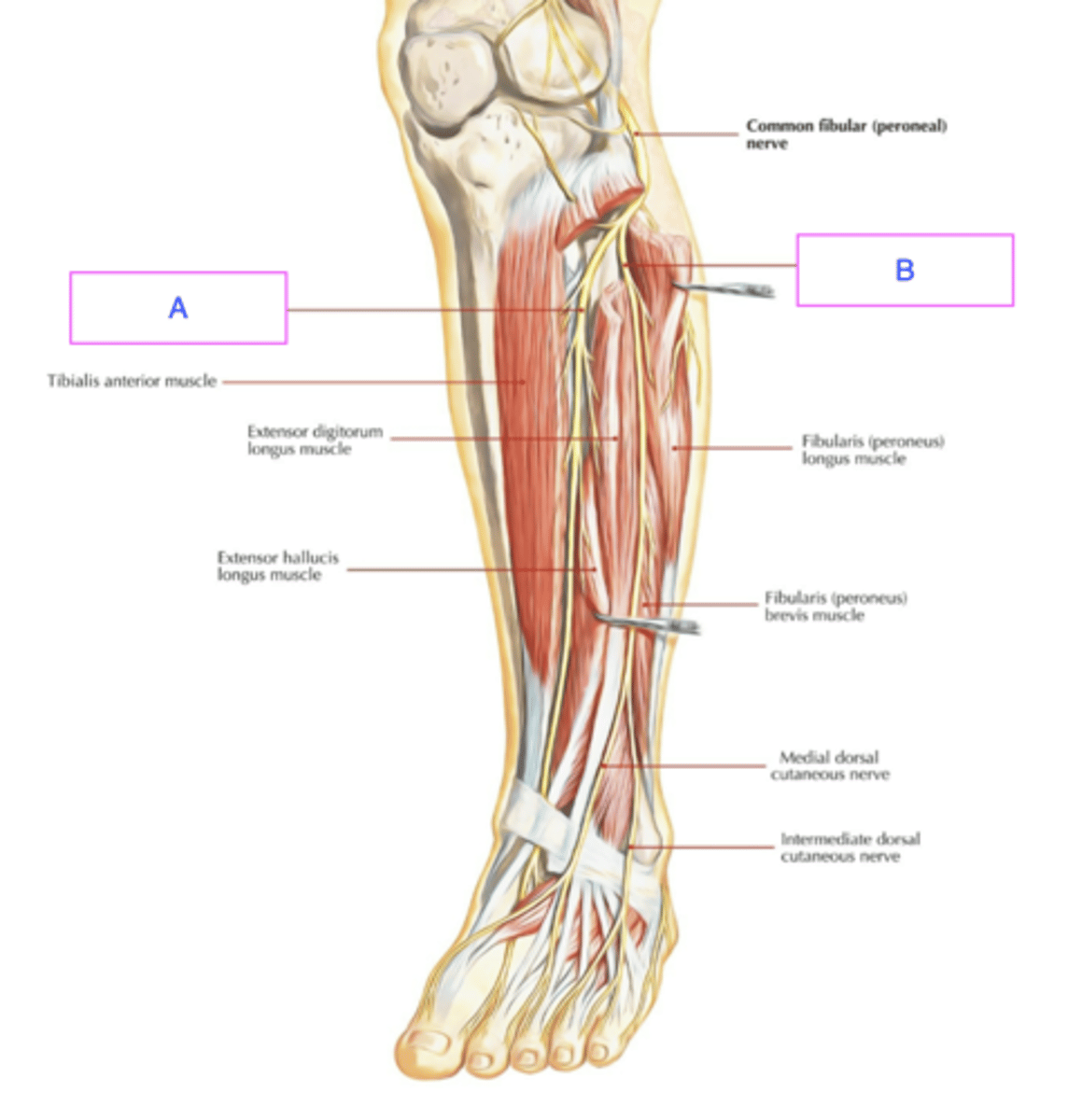 <p>Deep branch of Common fibular/peroneal nerve</p>