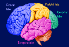 <p>Top layer of our brain.</p><p>Contains wrinkles called fissures.</p><p>The fissures increase surface area of our brain.</p><p>Divided into eight lobes, four in each hemisphere (frontal, parietal, occipital and temporal).</p><p>85% of the brains weight</p><p>20-23 million nerve cells</p><p>Linked by over 300 trillion synapses</p><p>Glial Cells (9 times as many): Feed and insulate nerve cells</p>