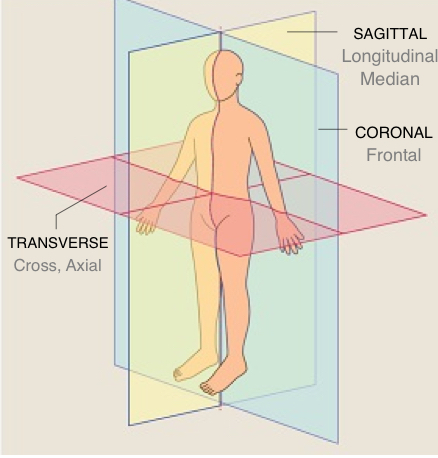 <p>Parts of the body can be studied in relation to planes imaginary flat surfaces that pass through body parts</p>