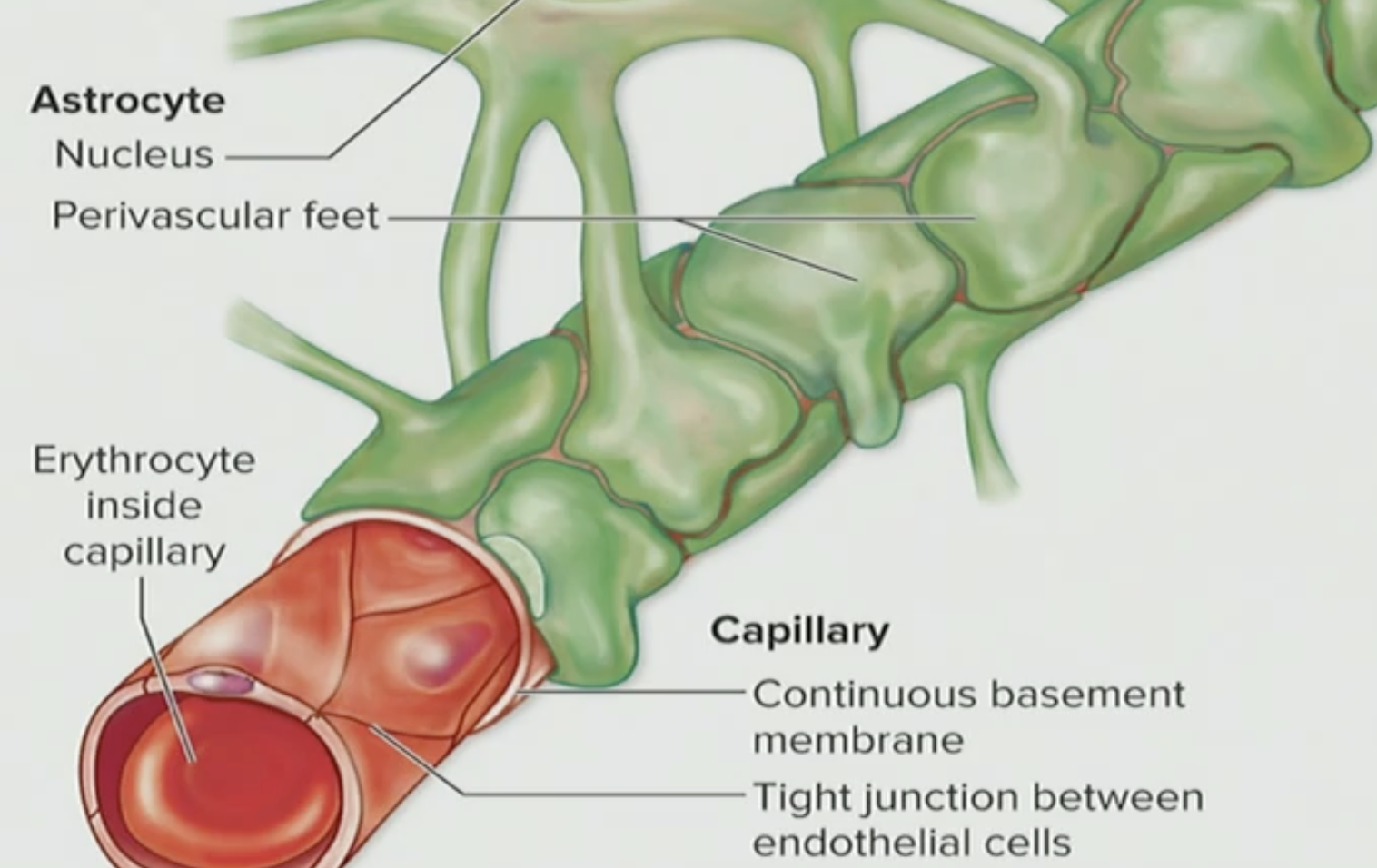 <p>True, they prevent blood from going into the brain ECF</p>