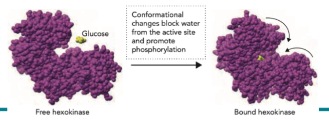 <p>The active site is a pocket or cleft on the enzyme where substrate binds and the chemical reaction takes place. Contain reactive functional group for substrate to bind.  Binding is mediated by non-covalent interactions (hydrogen bonding, ionic interactions, van der Waals). When substrate binds, the enzyme may change shape (induced fit) to enhance catalysis.</p>
