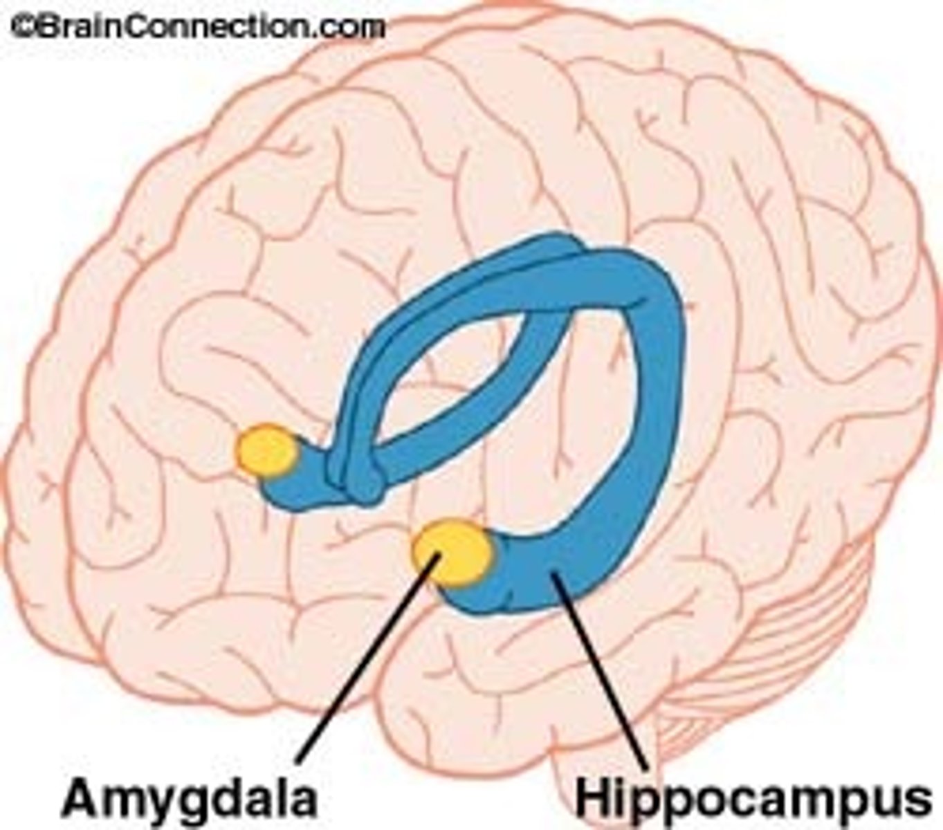 <p>limbic</p>