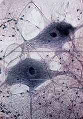 primary cells of the nervous system, receive information from other neurons or specialized cells and respond accordingly
