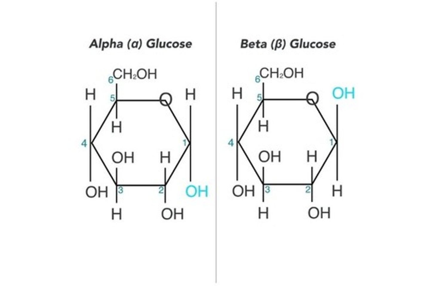 <p>C₆H₁₂O₆, major energy source, highly soluble. alpha and beta glucose</p>