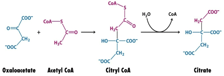 <p>Enzyme: <strong>Citrate Synthase</strong></p><ul><li><p>Aldol condensation + hydrolysis</p></li><li><p>Condenses oxaloacetate (a 4C unit) and acetyl (a 2C unit) group of acetyl-CoA</p></li></ul><p></p>