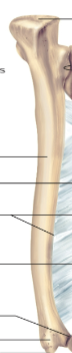 <p>Ulna</p>