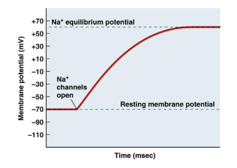 <p>opening and closing ion channels</p>