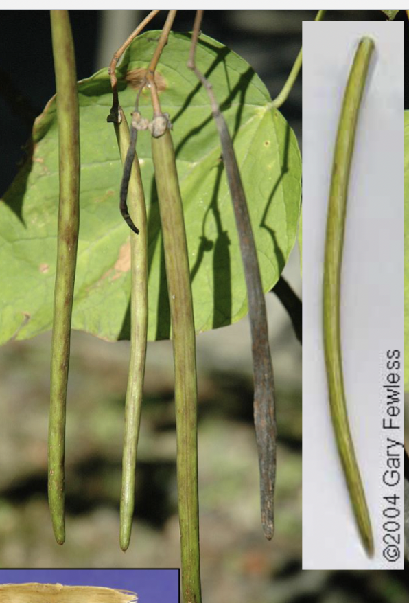 <p>long pod, dark brown, string bean</p>