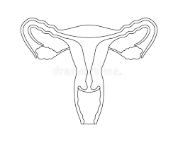 <p>5 structures of female reproductive system</p>