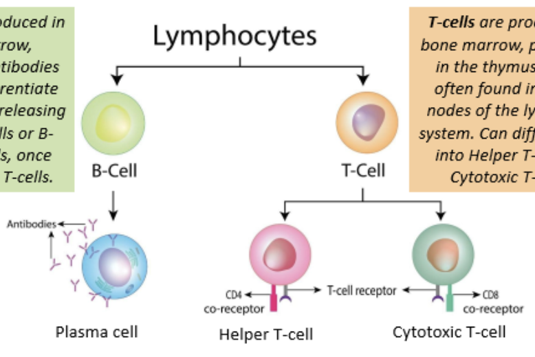 <p>antibody-producing cells circulating in blood and occurring in large numbers at lymph nodes the lymphatic system, have a rounded nucleus and a small amount of cytoplasm</p><ul><li><p>each can produce only one type of antibody, small number for producing each type of antibody</p></li></ul><p></p>