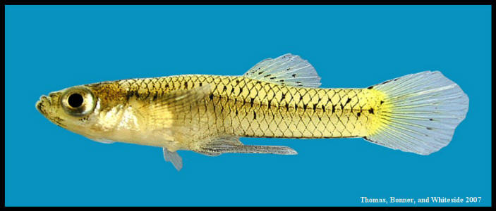 <p>barrel chested, live bearers</p>