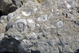 <p>-sedimentary </p><p>-biochemical</p><p>-shell fragments </p><p>-carbonate mud</p><p>-will react to HCl</p><p>-<span>originates from shallow, warm, marine environments</span></p><p><span>uses: construction </span></p>