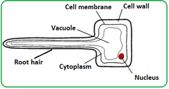 Cells in the roots of plants that have long extensions to increase surface area for the absorption of water and minerals.