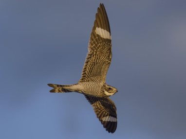 <p>Common Nighthawk</p>