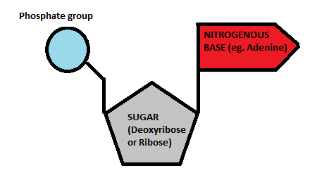 ~ DNA - deoxyribose sugar
~ RNA - Ribose sugar