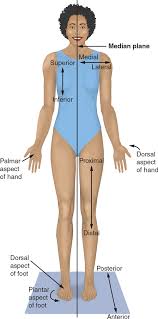 <p>A position of the body referred to by anatomists. </p><ul><li><p>Body Erect</p></li><li><p>Facing forwards</p></li><li><p>Arms to the side with palms up and forward</p></li><li><p>Lower limbs (feet) parallel to each other </p></li></ul><p></p>