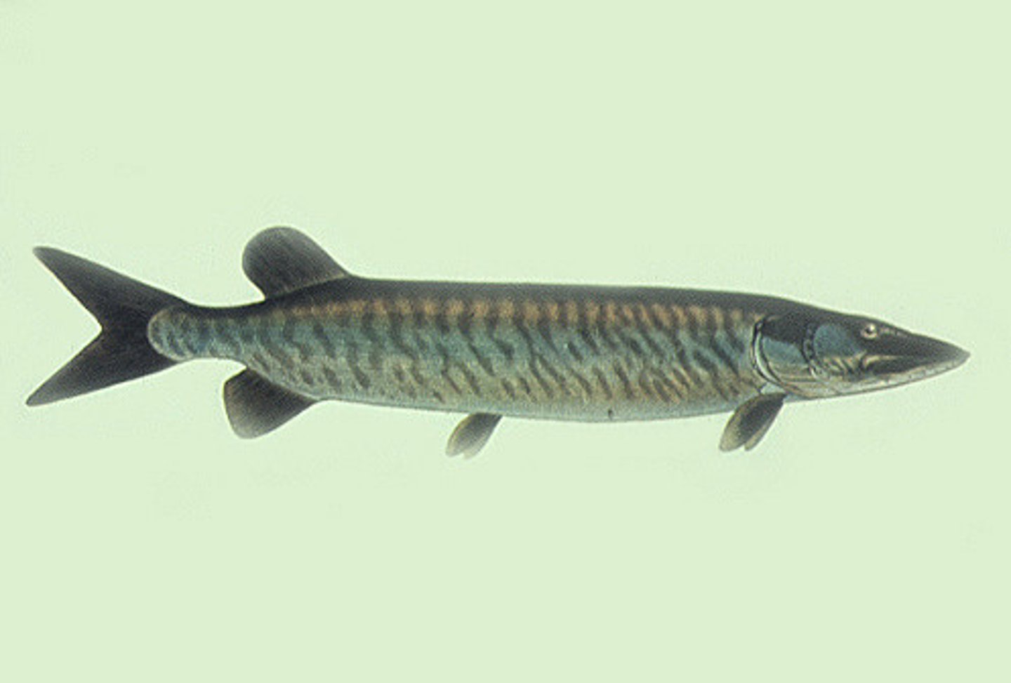 <p>rows of dark "stripes" on yellow body, far back dorsal fins, duck-bill snout</p>