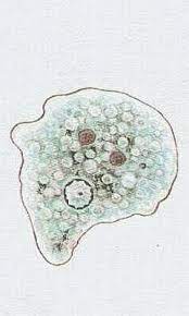 <p>parazit, tropický druh ve znečištěných vodách</p>