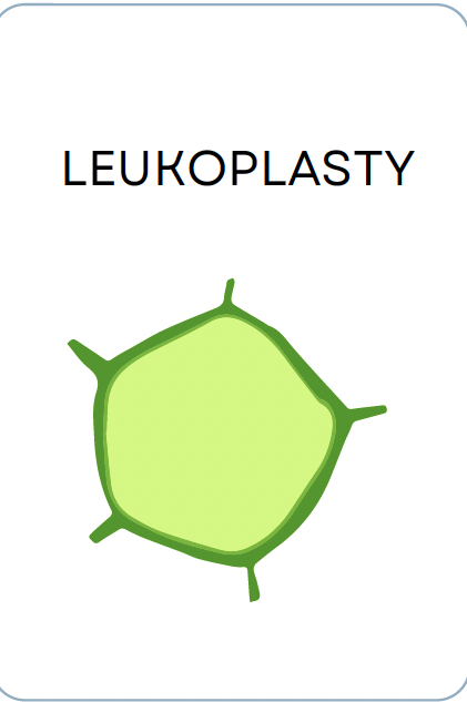 <p>LEUKOPLASTY</p>