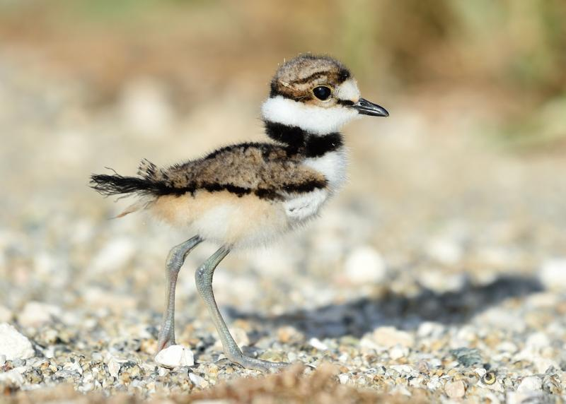 <p>Killdeer</p>