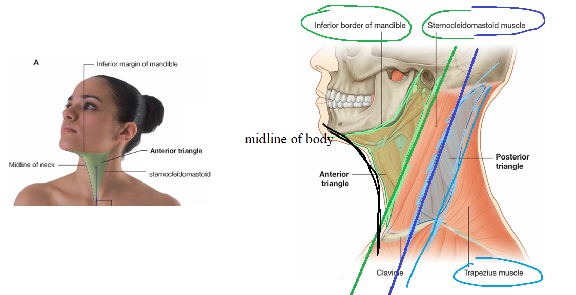 <p>-inferior border of mandible</p><p>-SCM</p><p>-midline of body</p>
