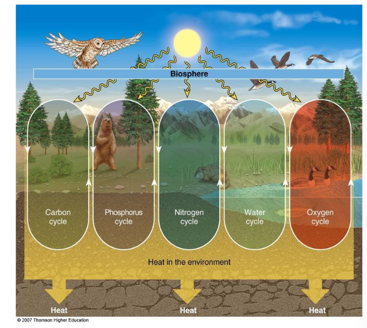 <ul><li><p>Energy from the sun through materials and living things in food webs then into the environment as long as low quality energy (mostly heat) and then back into space as heat</p></li></ul><ul><li><p>The earth is an OPEN system from energy</p></li><li><p>The <span><span>Cycling of matter </span></span>through parts of the biosphere.</p><p class="p1">The earth is a CLOSED system for matter.</p></li></ul><p></p>
