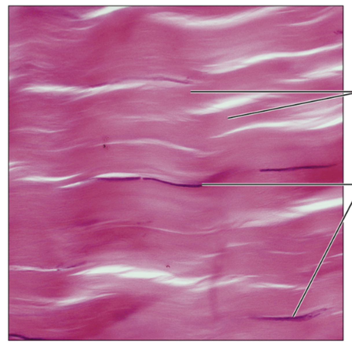<p>Identify the tissue.</p>