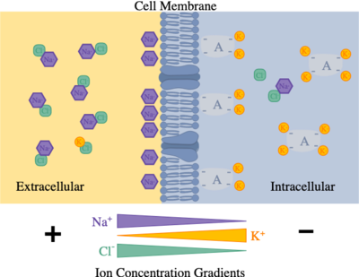 <p>K+ ions are more abundant in the</p>