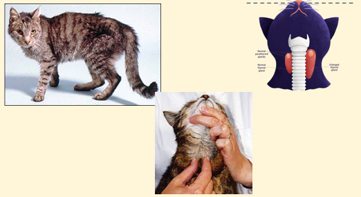 <p>Clinical signs of HyperT4 </p>