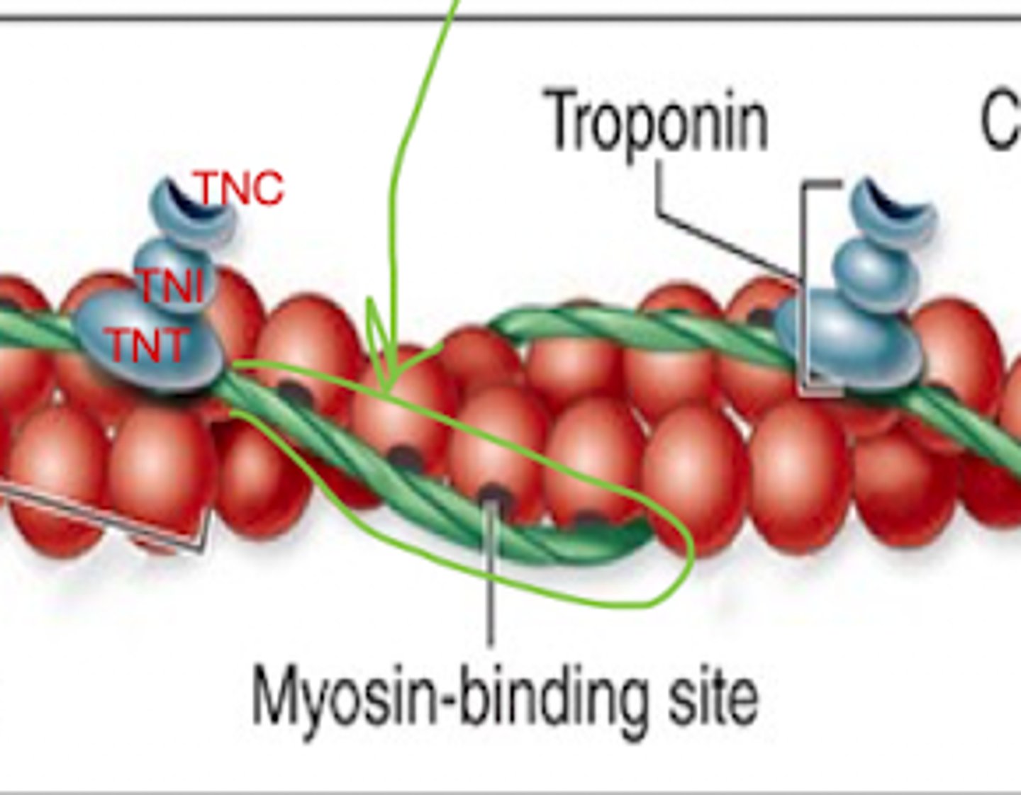 <p>Each monomer of thin filaments contain a what?</p>