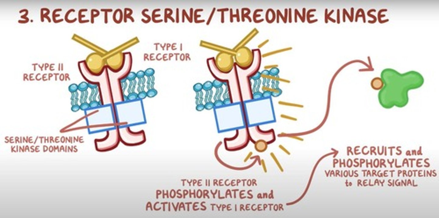 <p>These receptors activate intracellular serine/threonine kinases in response to ligand binding, initiating signaling pathways through phosphorylation.</p>