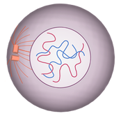 which phase is this (which kind of reproduction?)