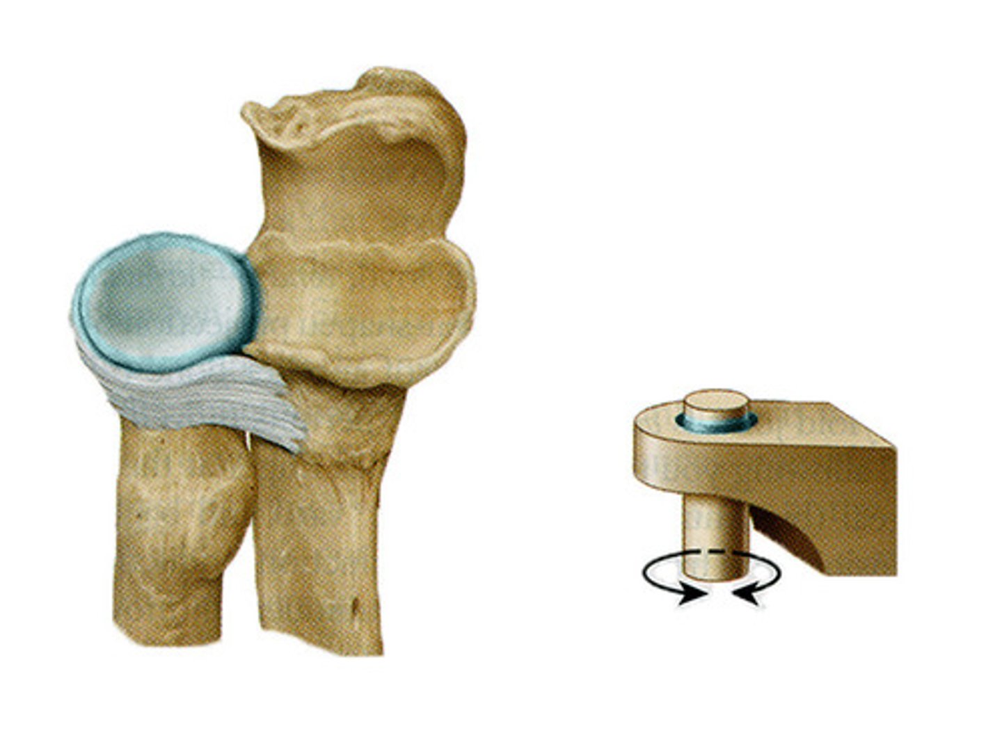 <p>radius and ulna</p>