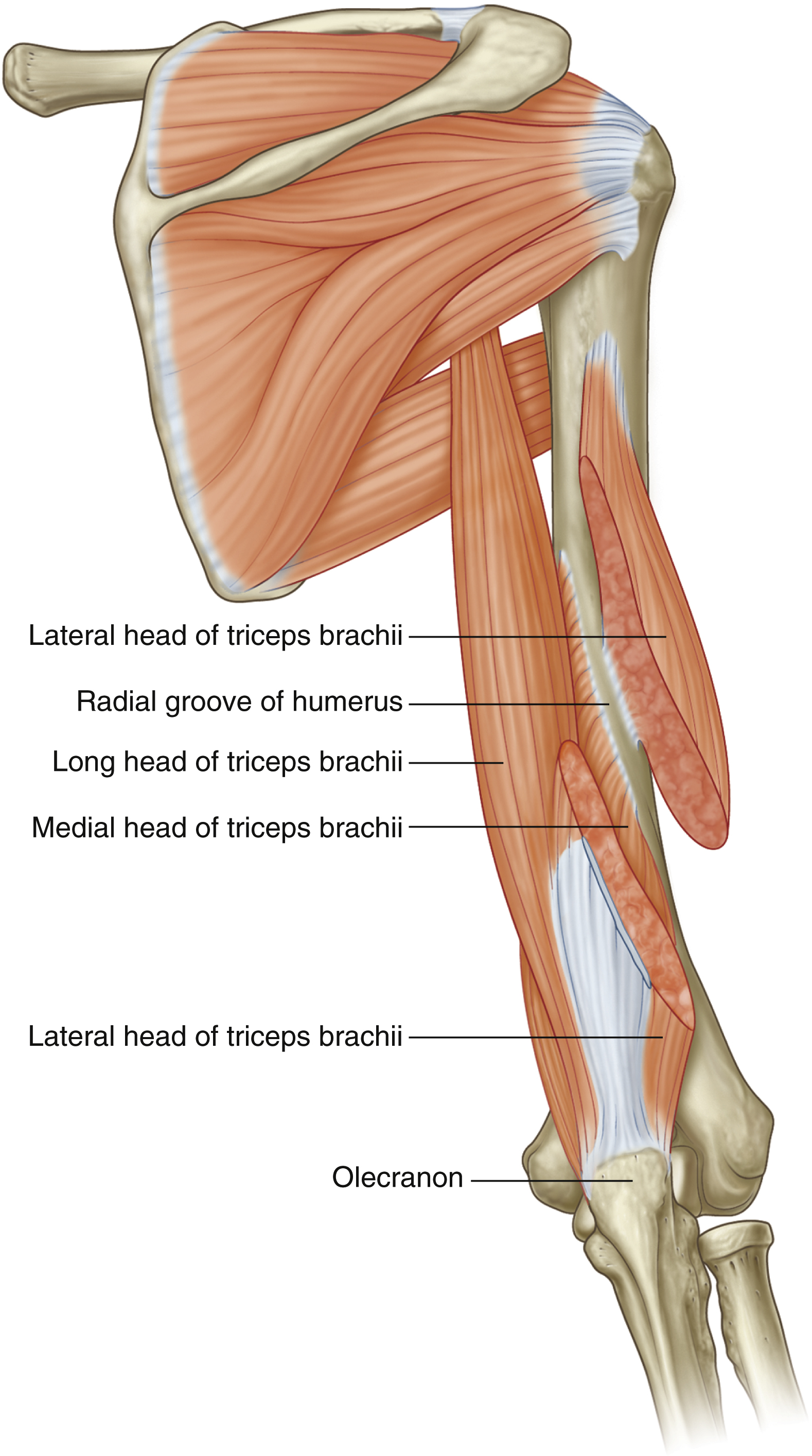 <p>Triceps brachii: origin</p>