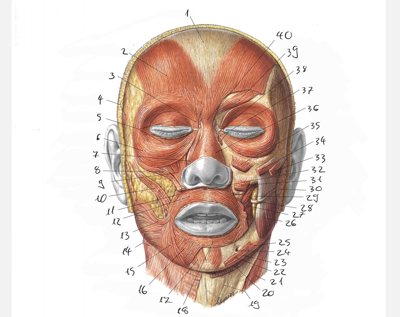 <p>21</p>