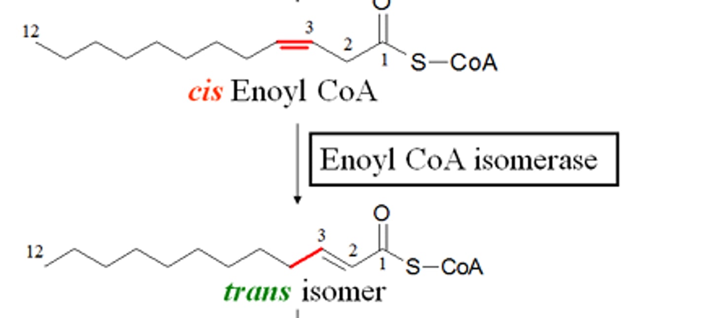 <p>What 2 things does enoyl CoA isomerase do?</p>