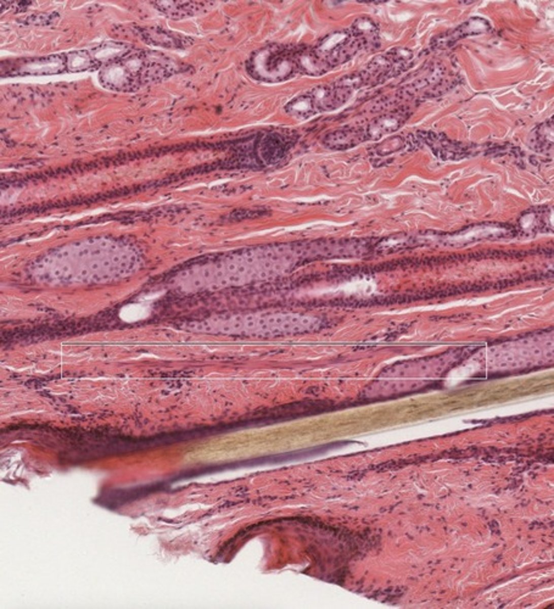 <p>What structure is within the white box?</p><p>What is its function?</p><p>What tissue structure is this from?</p>