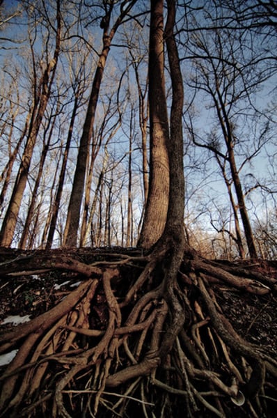 <p>Absorption by plants (minerals and water), soil erosion.</p>