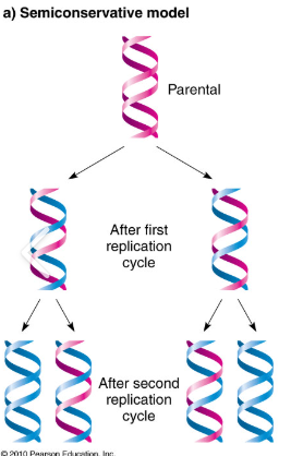 <p>each new DNA ladder has one old side (the original) and one new side with a mixture of DNA (what actually happens)</p>