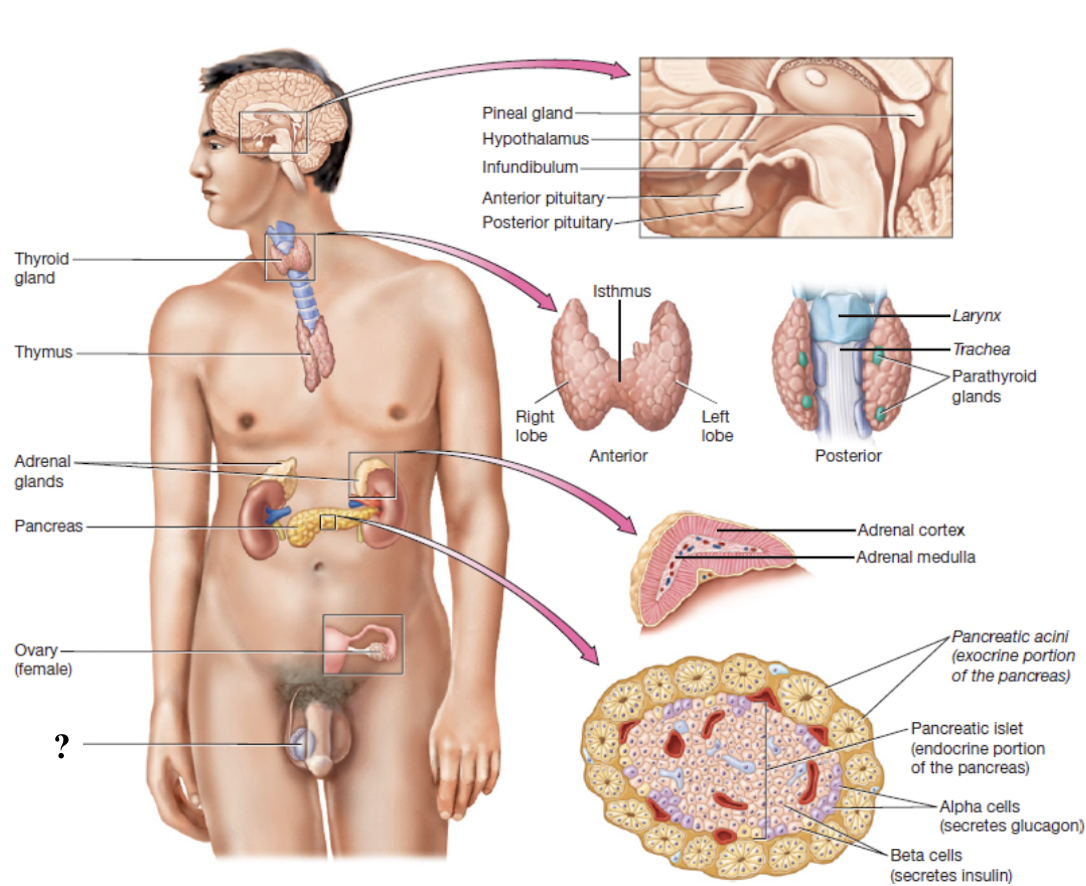 <p>oval organs in the scrotum that contain coiled seminiferous tubules and interstitial cells </p>