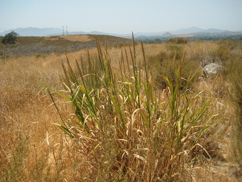 <p>big bunch grass</p><p>dense spike inflo</p>