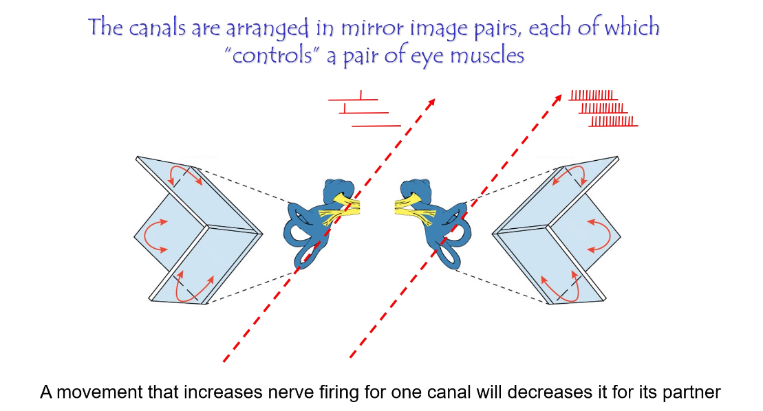 <p>Why do we have three semi-circular canals?</p>
