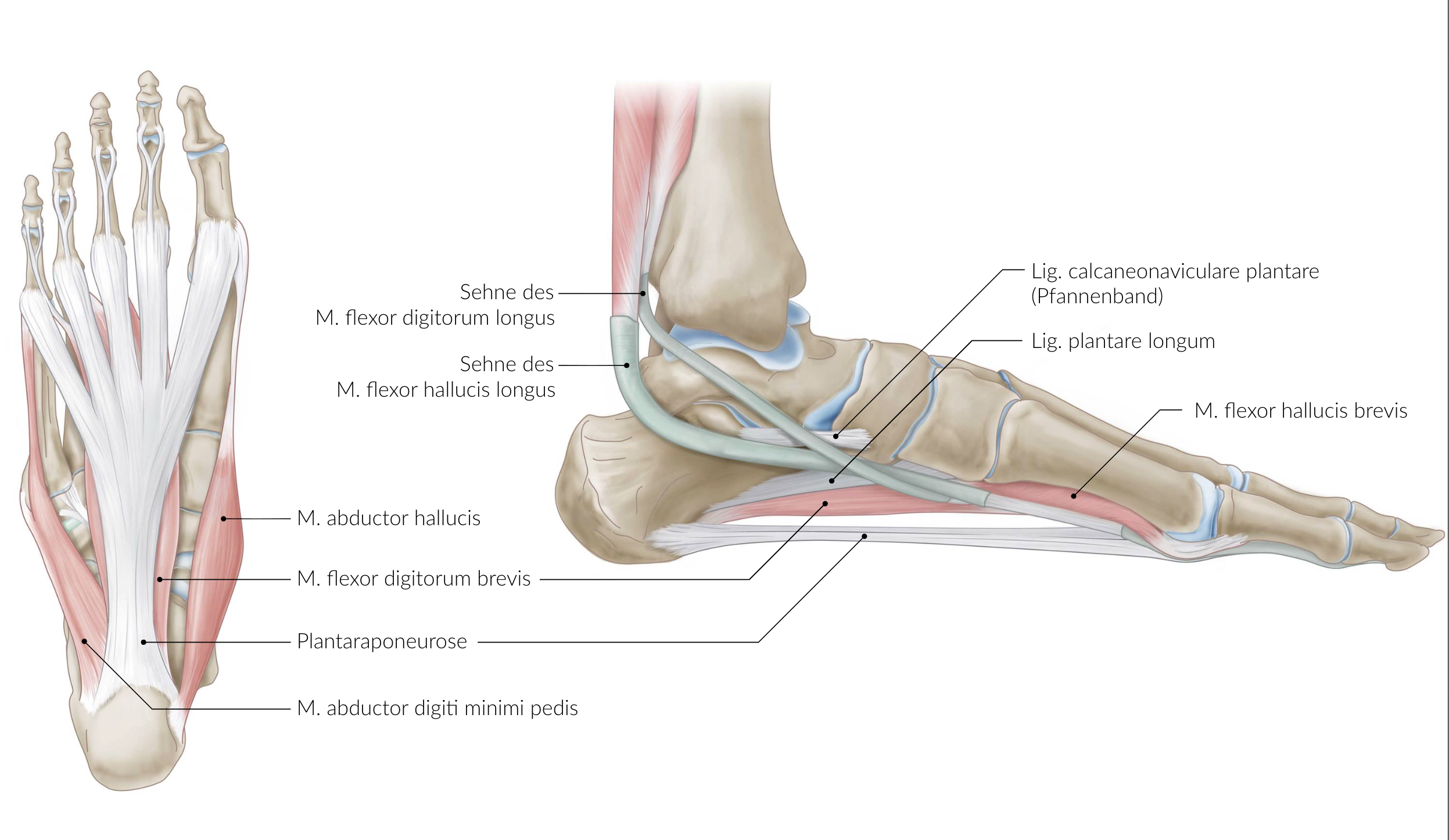 <p>B. Long plantar ligament</p>