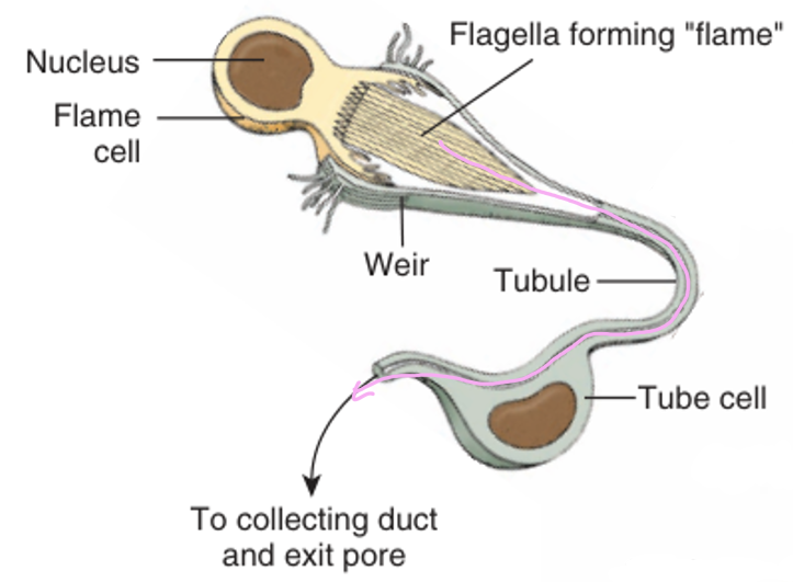 <p>maintaining <u>osmotic balance</u> by pumping out excess water</p><ol><li><p><strong>Flame cells</strong> have <strong>flagella</strong> that beat which pulls water &amp; waste into <strong>tubule system</strong></p></li><li><p>Water flows through <strong>tubules</strong> → <strong>collecting ducts</strong> → <strong>nephridopore </strong>(exit pore) → out of body</p><ul><li><p><u>Interdigitation</u>: 2 cells’ membranes interlock like fingers to form a mesh filter (<strong>weir</strong>) to keep big particles out</p></li></ul></li></ol><p></p>