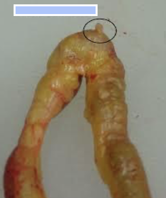 <p>Name the structure that is shown in the picture&nbsp;</p>